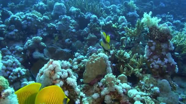 Подводный Мир Идол Рыбы Хирурги Плавают Коралловом Рифе Красного Моря — стоковое видео