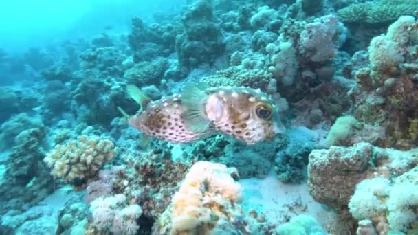 サンゴ礁で泳ぐフグやフグ — ストック動画