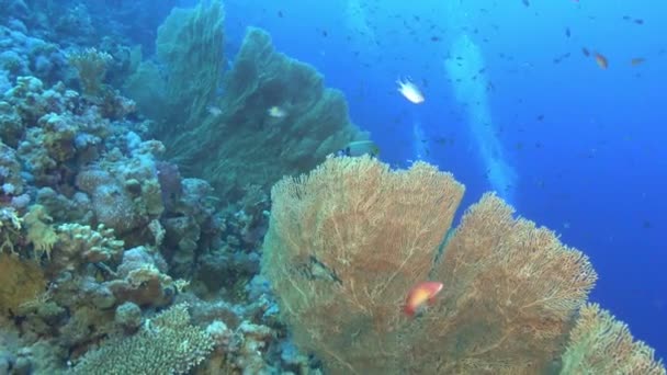 水中シーン 海底の大きなゴルゴニアンとサンゴ — ストック動画