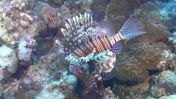 Vida Selvagem Subaquática Lionfish Sozinho Recife Coral — Vídeo de Stock