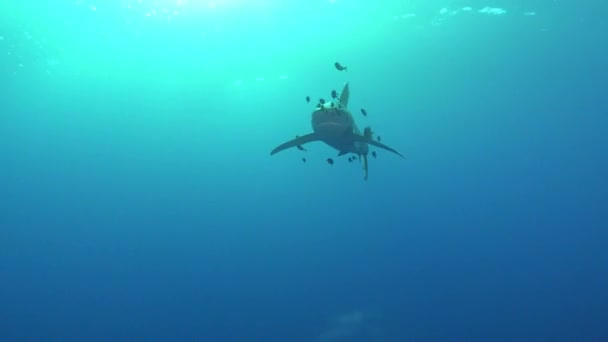 浅い海の水で野生生物水中Longimanusサメ水泳 — ストック動画