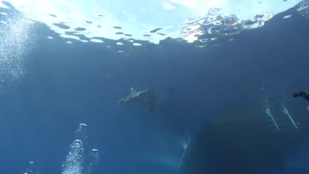 斯库巴潜水者在红海拍摄鲨鱼 — 图库视频影像