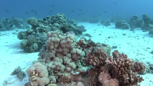 Morze Czerwone Umderwater Zauważony Płaszczka Pływanie Nad Dnem Morskim — Wideo stockowe