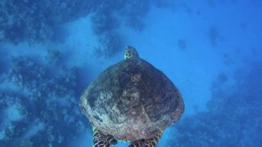 Sea turtle swimming in blue water - Red Sea marine life