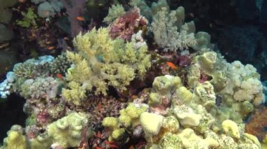 Night scuba diving in a colourful coral reef