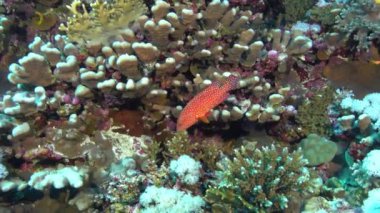 Underwater scene - Tropical fish in a coral reef