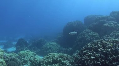 Alone barracuda fish - Wildlife underwater