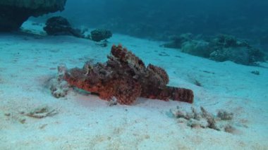 Red Sea underwater - Scorpion fish walking over the seabed 