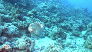 Puffer fish swimming in a reef - Undersea life