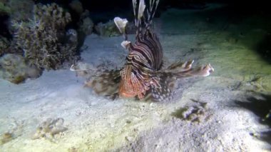 Widlife underwater - Lionfish swimming at the seabed