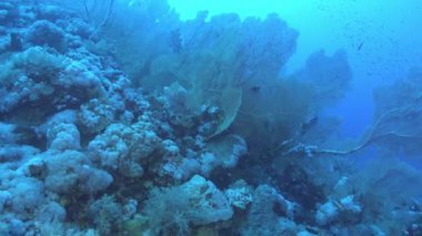 POV Scuba diving in a underwater gorgonian field 