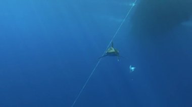 Beautiful shark swimming close to the camera - Red Sea underwater