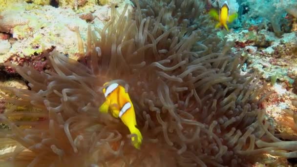 Nature Underwater Two Clownfish Anemone Red Sea Marine Life — Αρχείο Βίντεο