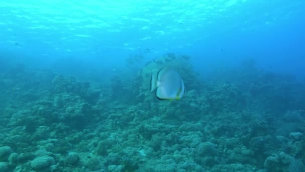 Batfish Swimming Shallow Water Red Sea Marine Life — Vídeo de Stock