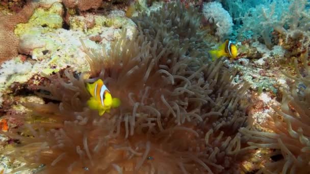 Marine Life Clownfish Swimming Its Anemmone — Vídeo de stock