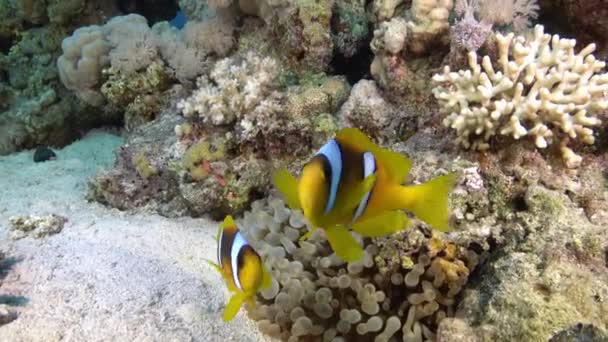 Nature Underwater Clownfish Swimming Close Camara — 图库视频影像