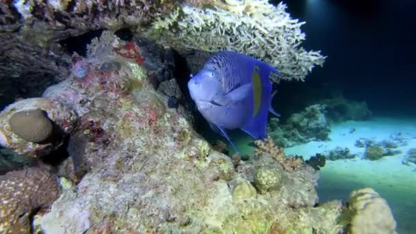 Marine Life Tropical Blue Fish Coral — Stock Video