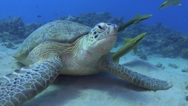 Marine Life Sea Turtle Close Camera Nature Underwater — Stock Video