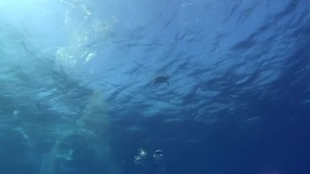 Sea Turtle Swimming Sea Surface — Vídeos de Stock