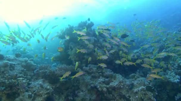 Marine Life Yellow Banded Tropical Fish Coral Reef — Wideo stockowe