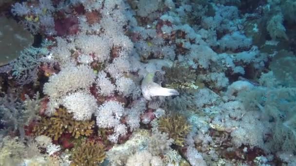 Reef Fish Swimming Seabed — Αρχείο Βίντεο