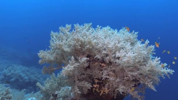 Pov Underwater Scene Red Sea Coral Reef — ストック動画