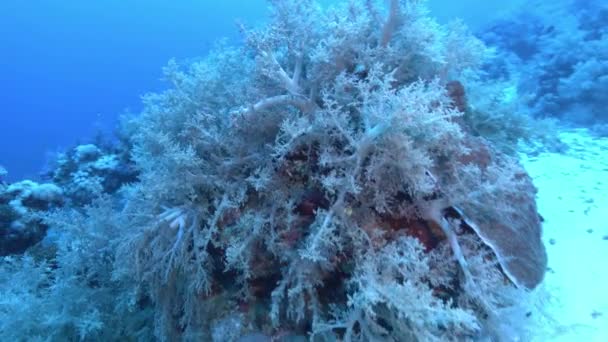 Coral Seabed Red Sea Underwater — Stok video