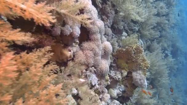 Underwater Scene Scuba Diving Red Sea Reef — Stockvideo