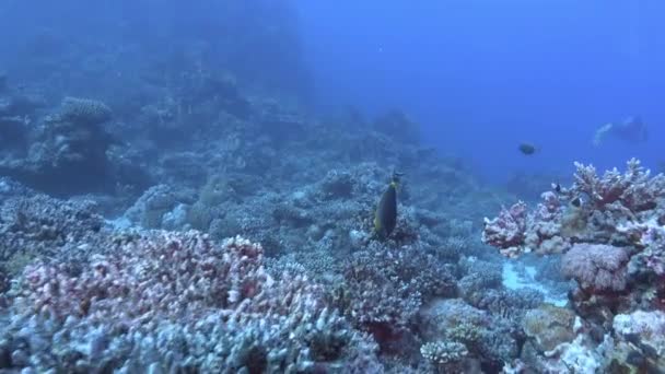 Pov Scuba Diving Red Sea Coral Reef — Vídeo de Stock