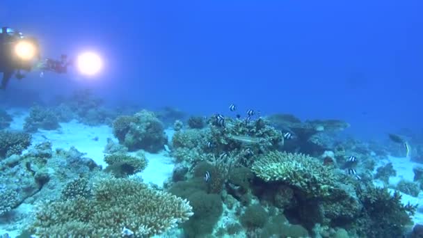 Coral Fish Scuba Diver Camera Video Lights Videoclip