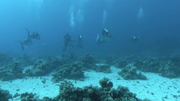 Underwater Scene Scuba Divers — Stock video