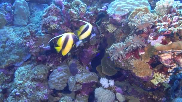 Two Idol Fish Coral Reef Nature Underwater — Αρχείο Βίντεο
