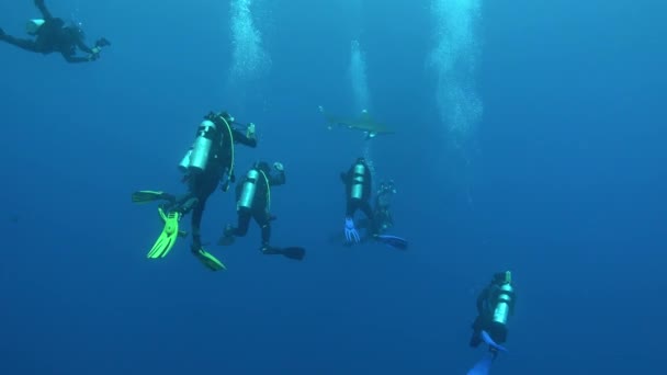 Scuba Divers Looking Shark Rechtenvrije Stockvideo