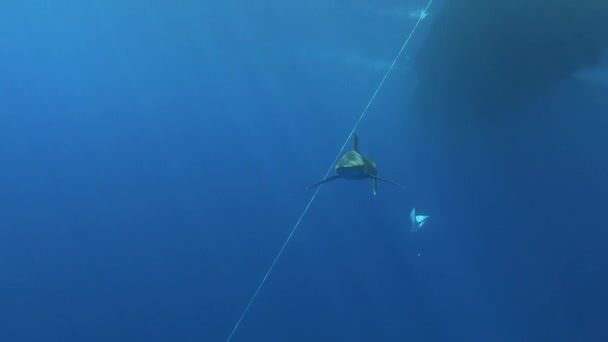 Beautiful Shark Swimming Close Camera Red Sea Underwater — Stockvideo