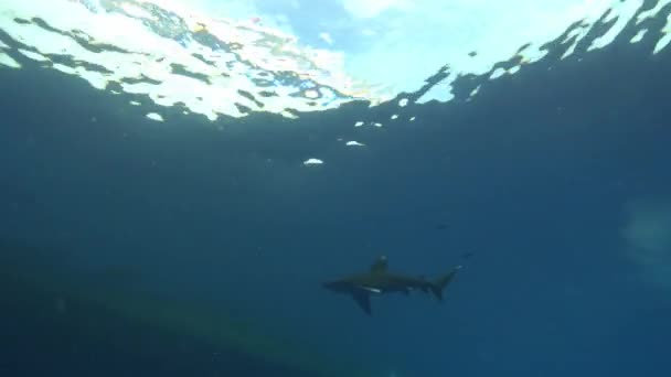 Underwater Shark Swimming Ship Red Sea Underwater Wuldlife — Stok video