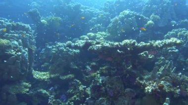 Underwater scene - Red Sea coral reef