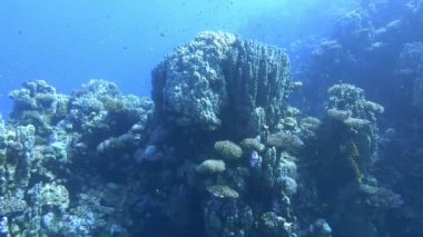 Underwater landsscape - Red Sea coral reef