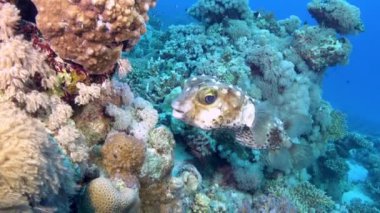 Marine life - Puffer fish in a coral reef - Red Sea underwater