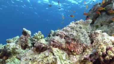 Wildlife underwater - Camouflaged scorpion fish