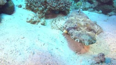 Red Sea underwater - Cocrodile fish close to the canera