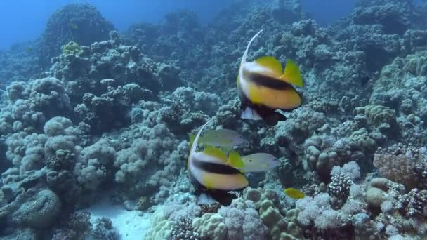 Tripical Fish Two Idol Fish Coral Reef Red Sea Underwater — Stockvideo