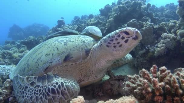 Marine Life Sea Turtle Remora Fish His Shell — 图库视频影像