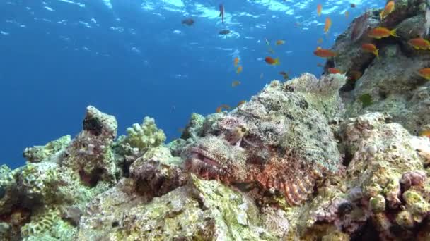 Wildlife Underwater Camouflaged Scorpion Fish — Wideo stockowe