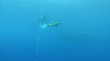 Red Sea underwater - Shark swimming in shaloow water