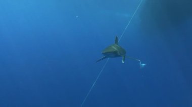 Red Sea underwater - Shark swimming close to the camera