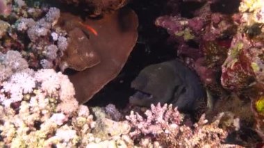 Widlife underwater - Moray eel hiddein in a coral reef