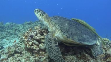 Marine life - Sea turtle quiet on a coral reef