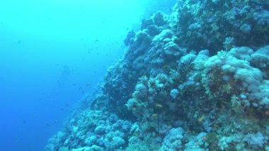 POV Scuba dalışı Kızıl Deniz resiflerinde