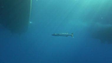 Wildlife underwater - Alone barracuda swimming below a ship