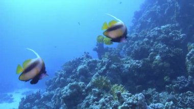 Nature underwater - Idol and Surgeon fish in a Red Sea reef